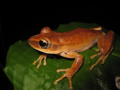 Boana multifasciata