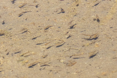 Cyprinodon macularius