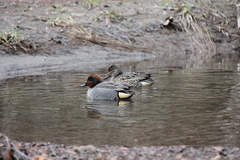 Anas crecca carolinensis