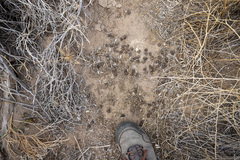 Odocoileus hemionus eremicus
