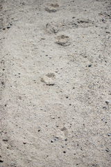 Odocoileus hemionus eremicus