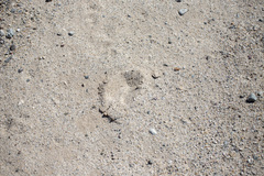 Odocoileus hemionus eremicus