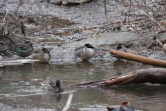 Anas crecca carolinensis