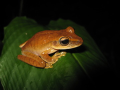 Boana multifasciata