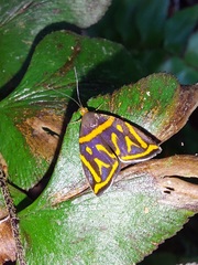 Hemerophila orinympha