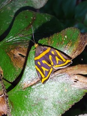 Hemerophila orinympha