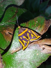 Hemerophila orinympha