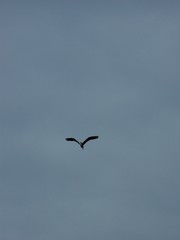 Ardea cinerea