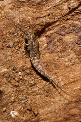 Lepismachilis notata