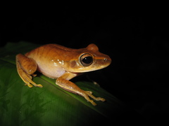 Boana multifasciata