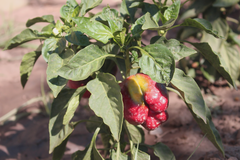 Capsicum frutescens grossum