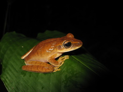 Boana multifasciata