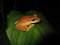 Boana multifasciata