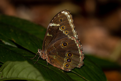 Morpho helenor anakreon