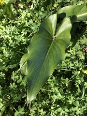 Zantedeschia aethiopica