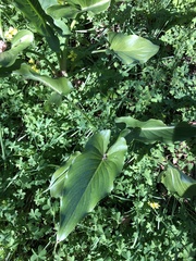 Zantedeschia aethiopica