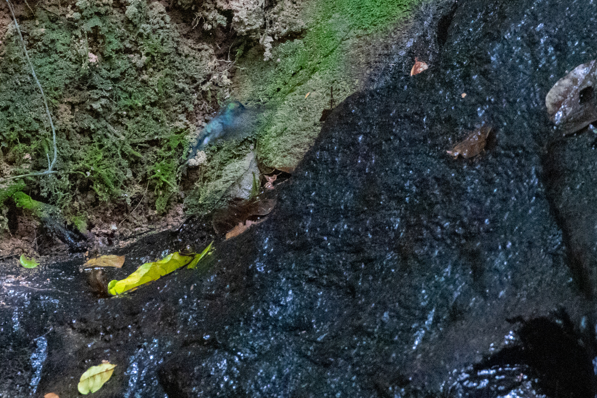 Long-tailed Woodnymph (Thalurania watertonii), photo 4