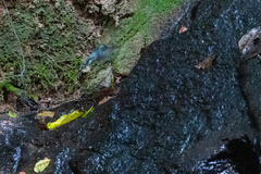 Thalurania watertonii