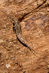 Lepismachilis notata