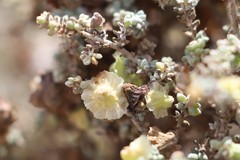 Maireana pyramidata