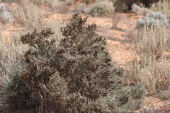 Maireana pyramidata