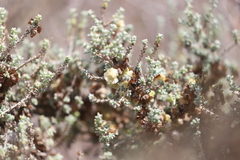 Maireana pyramidata