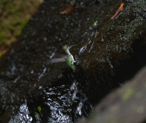 Long-tailed Woodnymph (Thalurania watertonii), photo 3