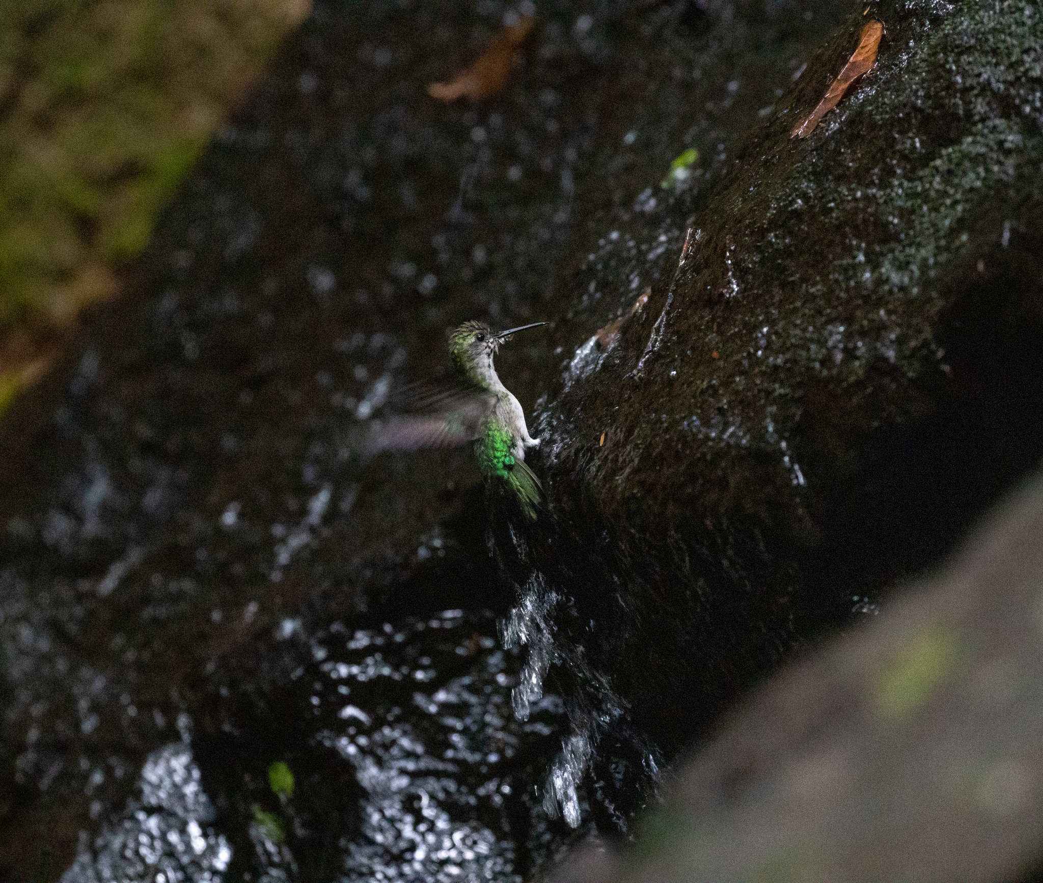 Long-tailed Woodnymph (Thalurania watertonii), photo 3