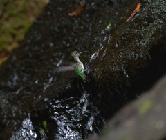 Thalurania watertonii