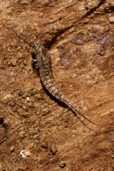 Lepismachilis notata