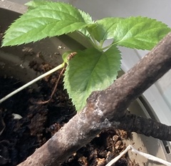 Angiospermae