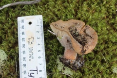 Lactifluus clarkeae