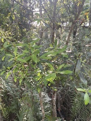 Morella cerifera image