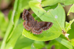 Calephelis braziliensis