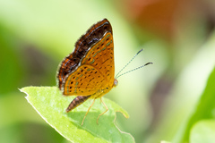 Calephelis braziliensis