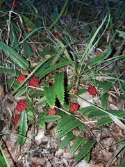 Rubus parvus