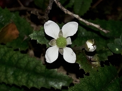 Rubus parvus