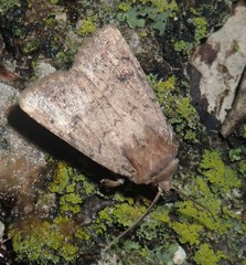 Protorthodes incincta