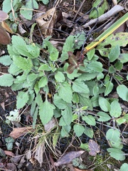 Chrysogonum