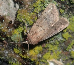 Protorthodes incincta
