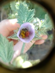 Malacothamnus marrubioides