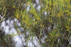 Acacia calamifolia