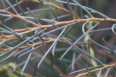 Acacia calamifolia