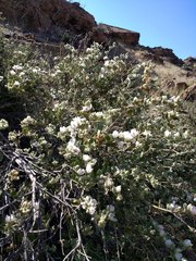 Malacothamnus marrubioides