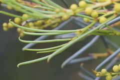 Acacia calamifolia