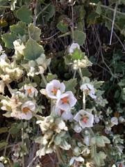 Malacothamnus marrubioides