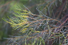 Acacia calamifolia