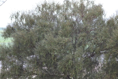 Acacia calamifolia