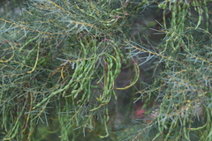 Acacia calamifolia