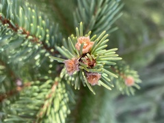 Picea abies